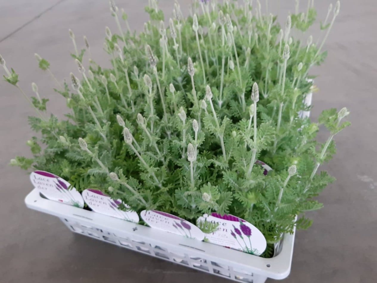 斑入りラベンダー メルロー 9cmロングポット+オマケ 斑入りラベンダー メルロー 9cmロングポット 斑入りラベンダー