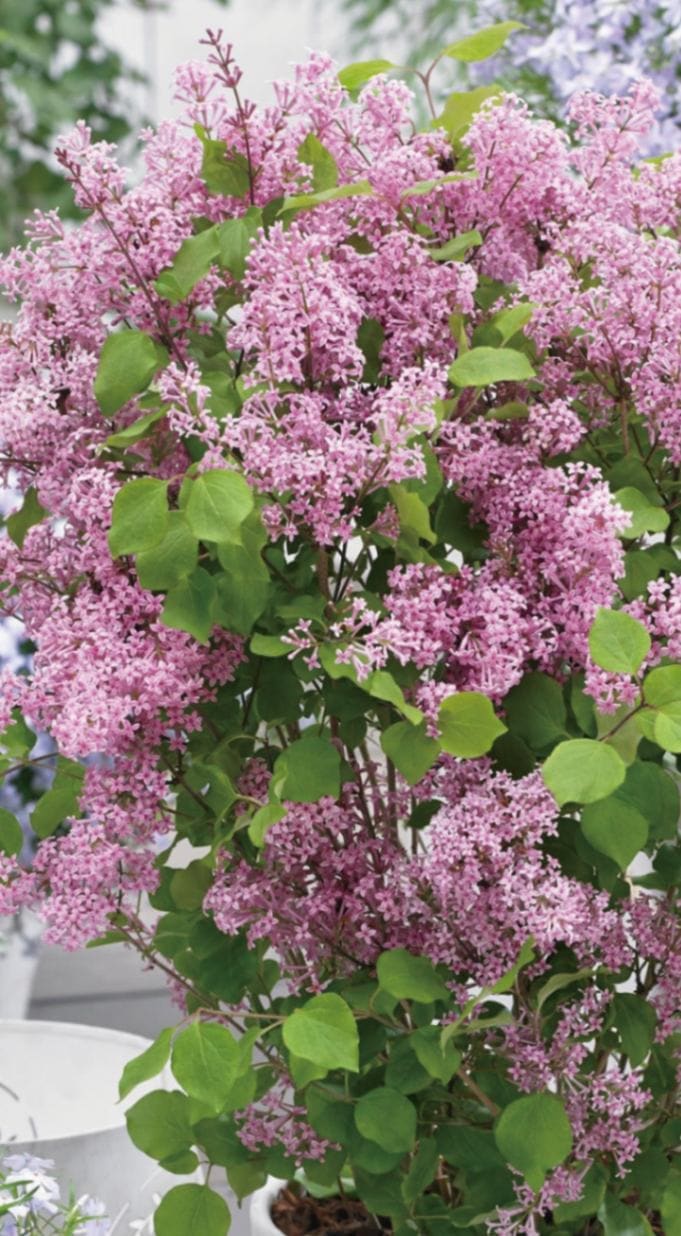 ドワーフライラック・フラワーフェスティバル　 落葉樹　12cmポット
