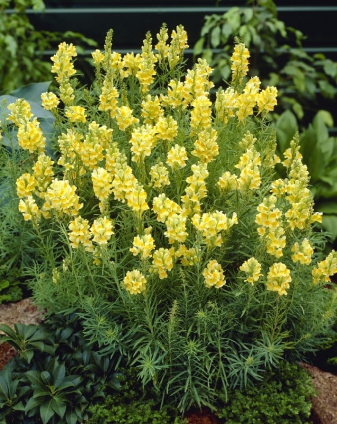 宿根リナリア　’ブルガリス’　宿根草（10.5cmポット）