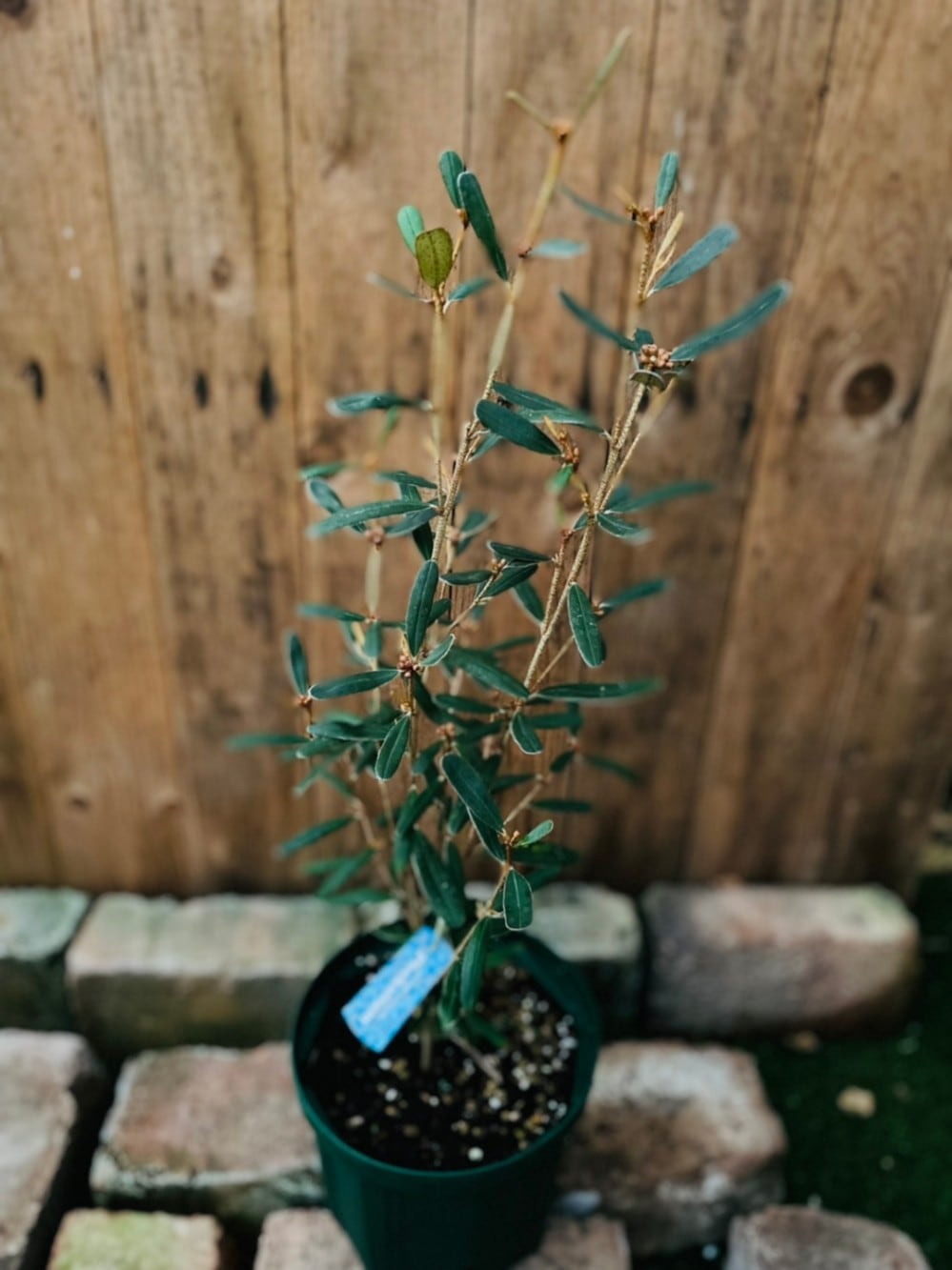 キリンの木（フェバリュウム） 常緑樹 6号スリット鉢 | 果樹・花木