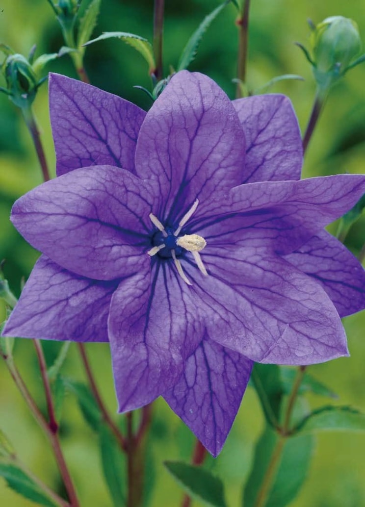 キキョウ ‘ ハコネブルー ’　耐寒性宿根草　八重咲き　10.5cmポット