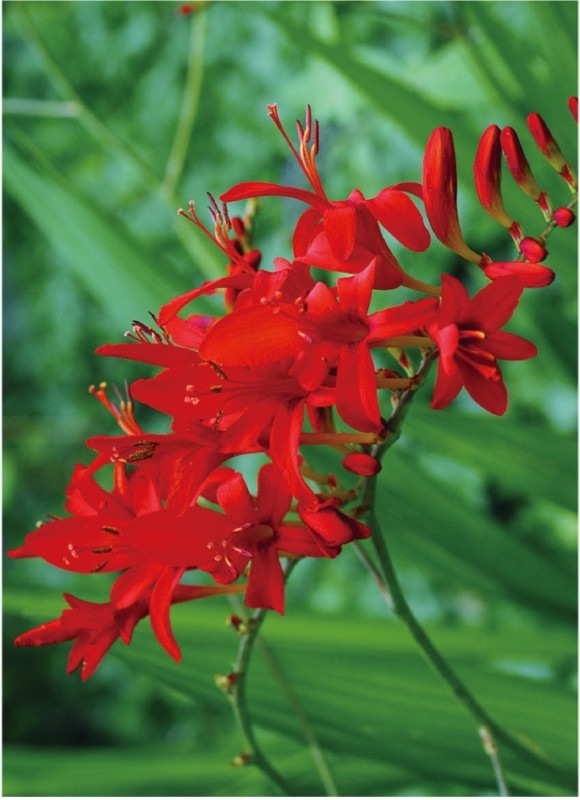 クロコスミア ルシファー 耐寒性宿根草 9cm深ポット 宿根草 バラとハーブの専門ショップ 大神 おおが ファーム