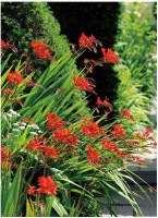 クロコスミア ルシファー 耐寒性宿根草 9cm深ポット 宿根草 バラとハーブの専門ショップ 大神 おおが ファーム