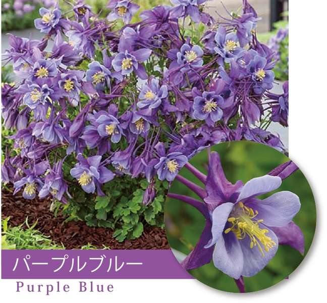 アクレイギア（西洋オダマキ）　”アーリーバード・パープルブルー”　宿根草　9cmポット