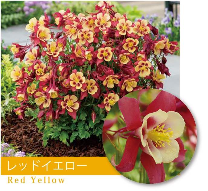 アクレイギア（西洋オダマキ）　”アーリーバード・レッドイエロー”　宿根草　9cmポット