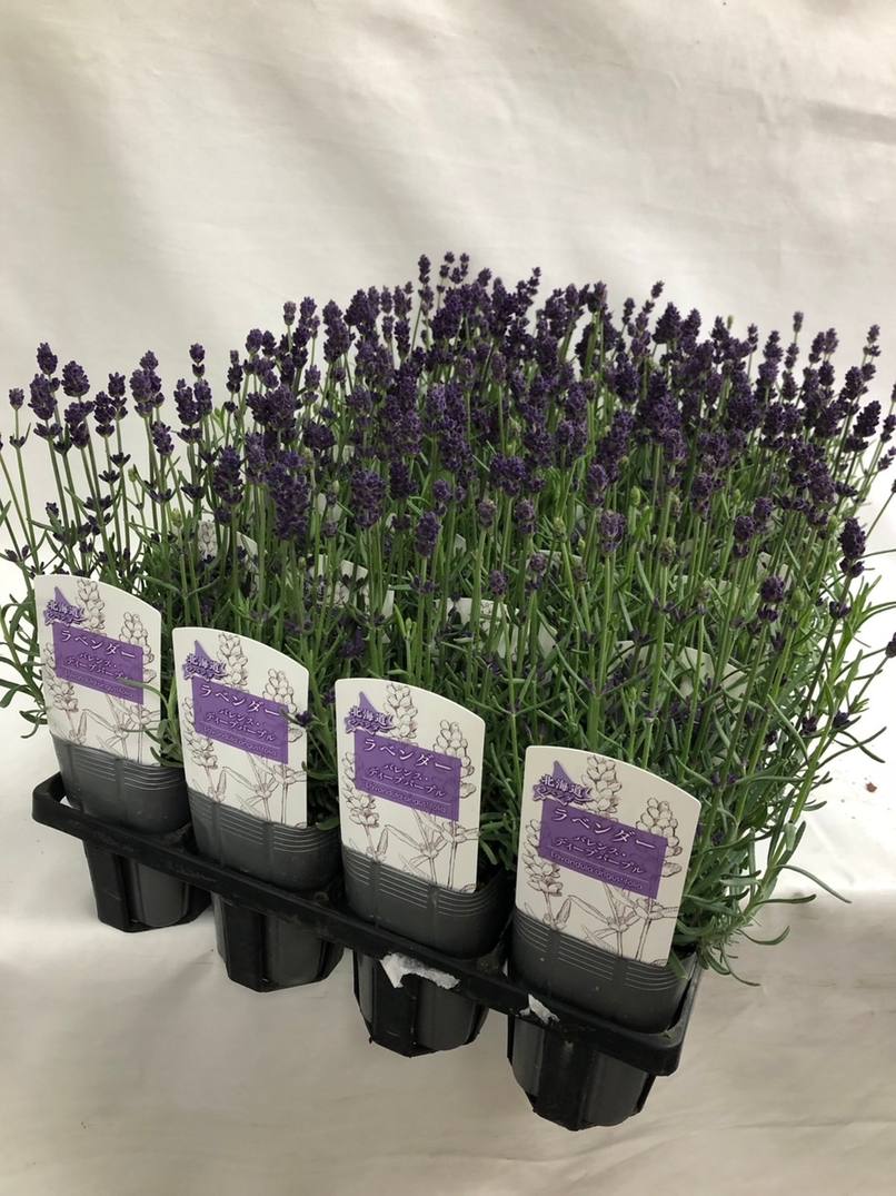 イングリッシュラベンダー ”レバンス・ディープパープル” ハーブ苗
