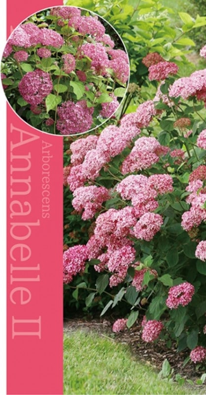 アジサイ ピンクのアナベル 耐寒性落葉低木 ６号鉢 果樹 花木 バラとハーブの専門ショップ 大神 おおが ファーム