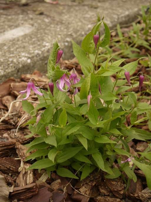 画像はイメージです。実際にお届けする苗ではございません。お届けする時期によっては落葉している場合がございます。