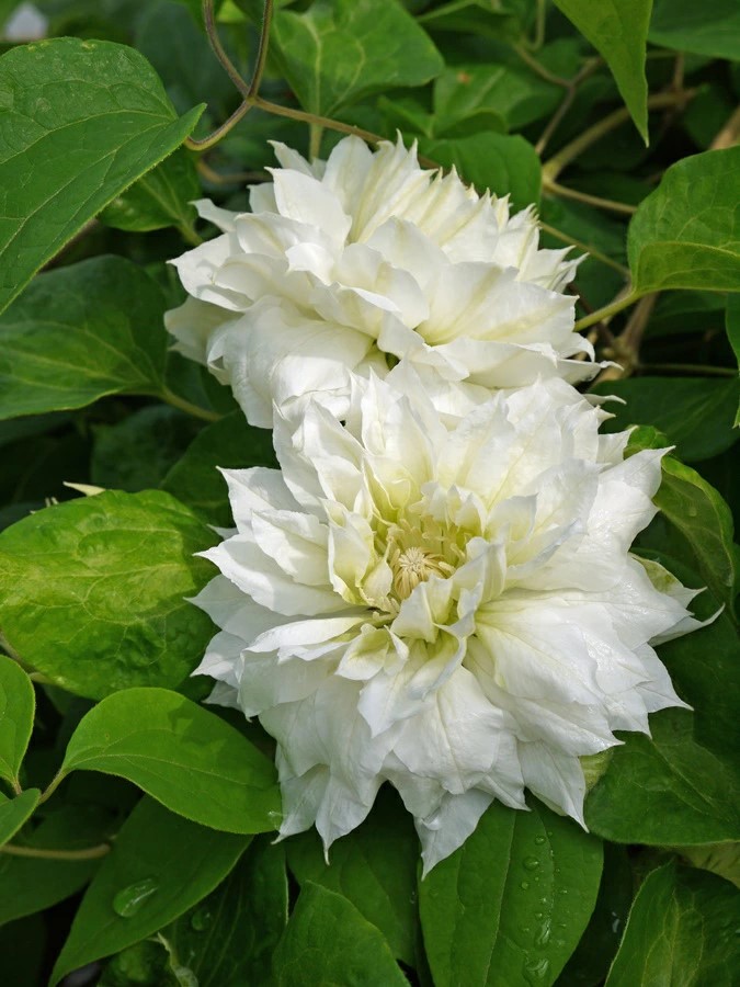 クレマチス　’ダッチェス・オブ・エディンバラ’　宿根草　旧枝咲き　系統：パテンス系　早咲き大輪　12cmポット