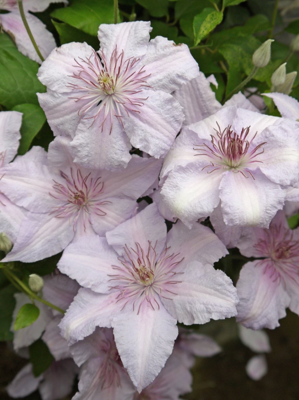 クレマチス　’マルモリ’　宿根草　遅咲き大輪系　12cmポット