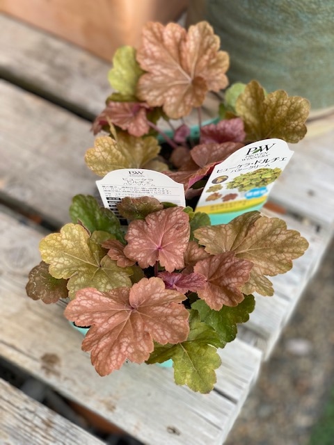 ヒューケラ・ドルチェ　’バタークリーム’　宿根草　10.5cmポット