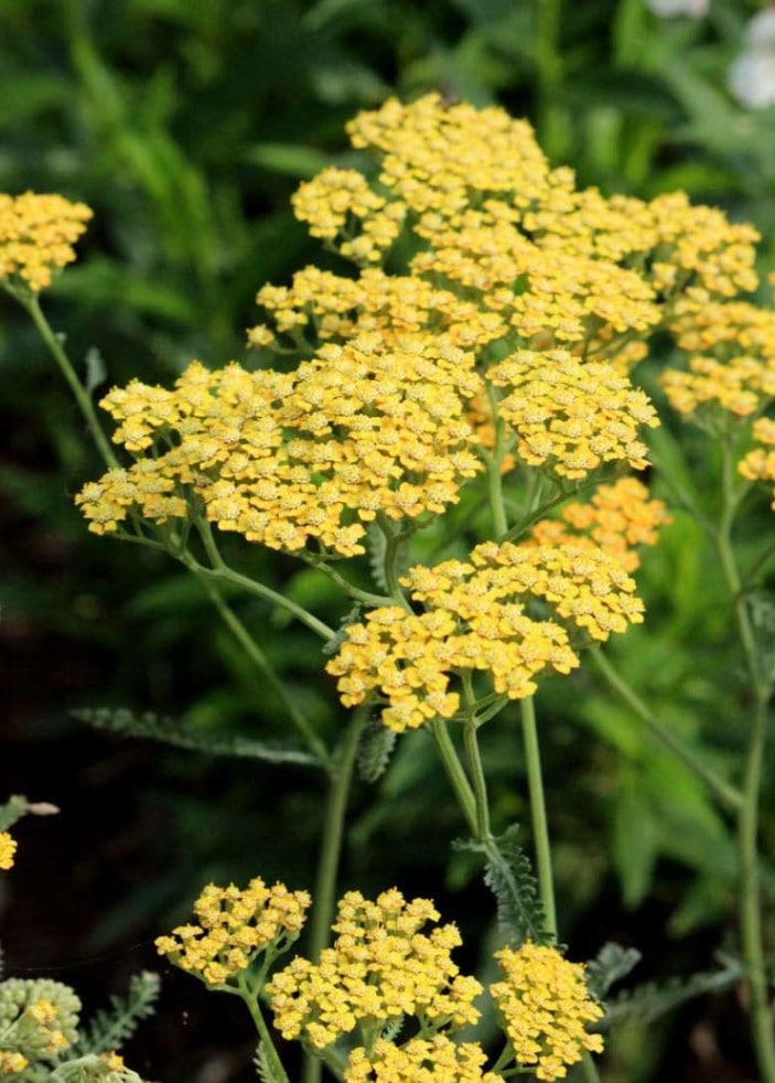 アキレア・イエロー　宿根草　10.5cmポット