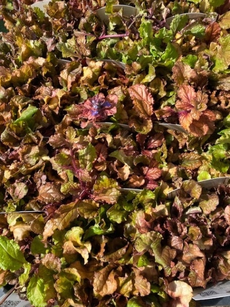 アジュガ　’ライムブルー’　宿根草　カラーリーフ　10.5cmポット