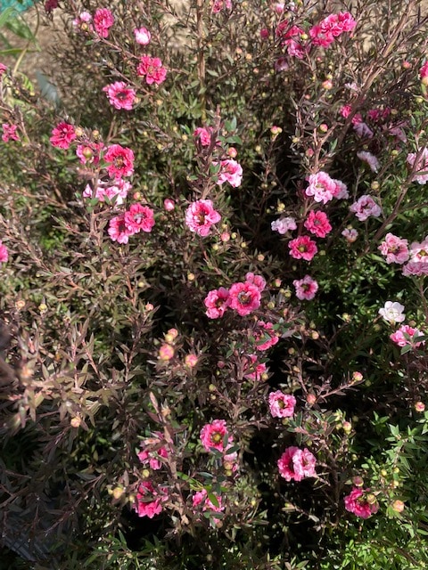 ギョリュウバイ（魚柳梅）常緑低木　6号鉢