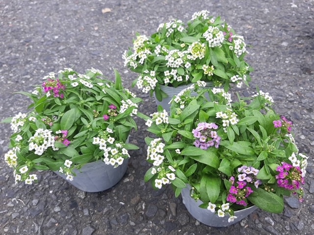 アリッサム　’キューティー’　多粒蒔きMIX　耐寒性一年草　10.5cmポット