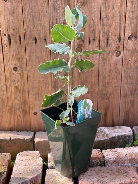 ユーカリ・プレウロカルパ(テトラゴナ）　ハーブ苗　6号鉢植え