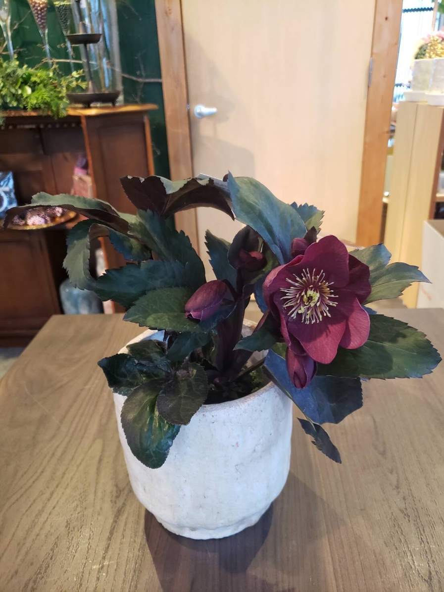 クリスマスローズ '氷の薔薇 ice N'roses' ブルネロ 開花株 5号鉢