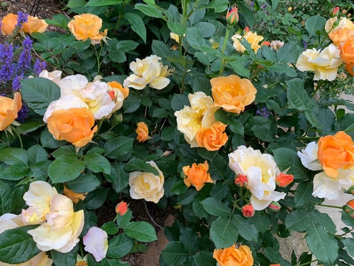 ランウェイ 新苗 6号鉢植え バラ苗 契約品種 返り咲き シュラブ ドミニク マサド バラ苗 仏 ドミニク マサド Dominique Massad バラとハーブの専門ショップ 大神 おおが ファーム