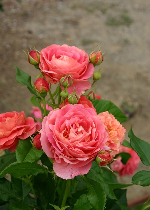 イーハトーブの香（新苗予約）7号鉢植え　バラ苗　《契約品種》　フロリバンダローズ（四季咲き中輪房咲きバラ）　禅ローズ