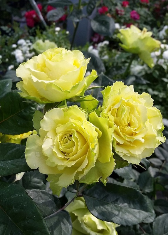 リンボ 新苗 6号鉢植え 四季咲き大輪系 ハイブリッドティーローズ バラ苗 契約品種 バラ苗 ハイブリッドティーローズ 四季咲き大輪種 バラとハーブの専門ショップ 大神 おおが ファーム