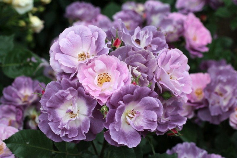 ブルー フォー ユー 新苗 6号鉢植え 四季 返り咲き 中輪 ワーナーズ ローゼス Warners Roses バラ苗 契約品種 バラ苗 英 ワ ナーズ ローゼス Warners Roses バラとハーブの専門ショップ 大神 おおが ファーム