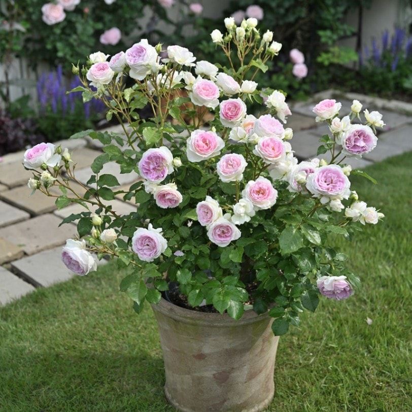 クルール・デ・ラムール（大苗）7号鉢植え デルバール（Delbard