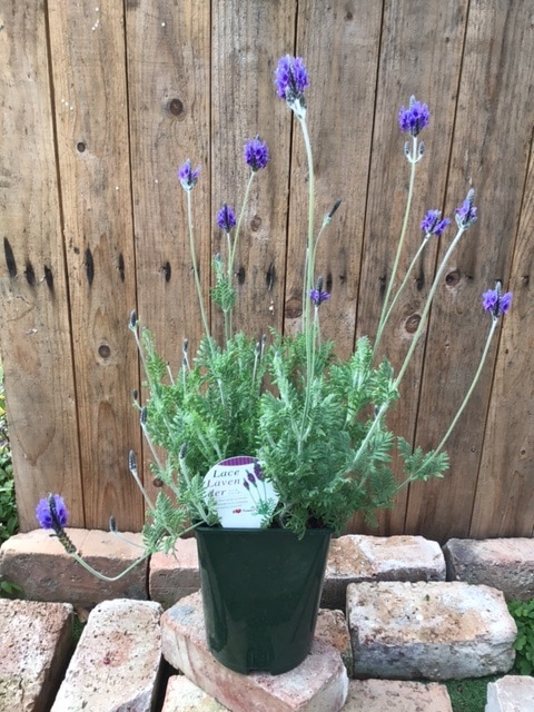 レースラベンダー（パープル）　ハーブ苗　6号鉢