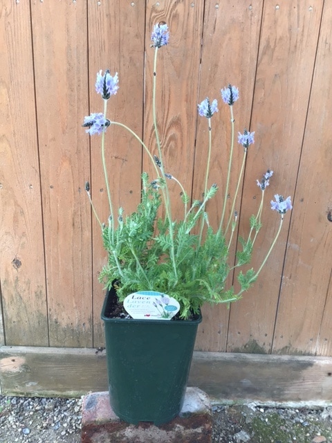 レースラベンダー・ミンティアイス　ハーブ苗　6号鉢