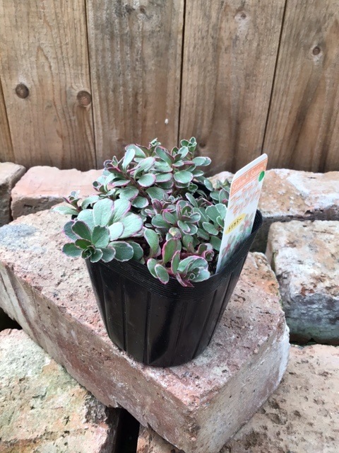 セダム 'コーカサス・キリンソウ' （トリカラ―） 多肉植物