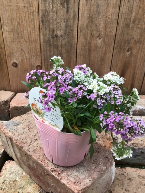 アリッサム　花色Mix　耐寒性一年草　10.5cmポット