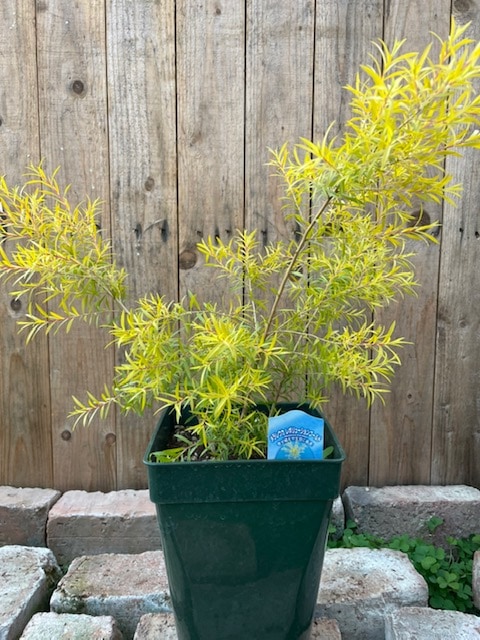 メラレウカ 'レボリューションゴールド' 常緑樹 7号鉢 | 果樹・花木