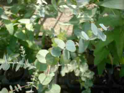 ユーカリ・ブリッジシアナ　ハーブ苗　9cmポット