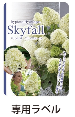 Floraison✥26日発送 プリザーブドフラワー 花材 即日出荷 ノリウツギ ※色が薄い場合