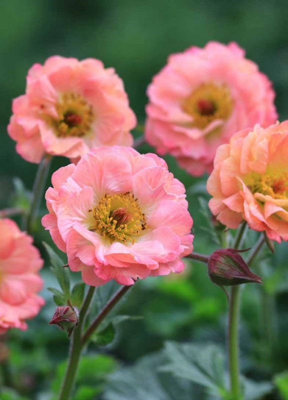 ゲウム マイタイ 宿根草 10 5cmポット 宿根草 バラとハーブの専門ショップ 大神 おおが ファーム