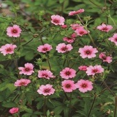 ポテンティラ ‘ ヘレンジェーン ’　宿根草  10.5cmポット|宿根草