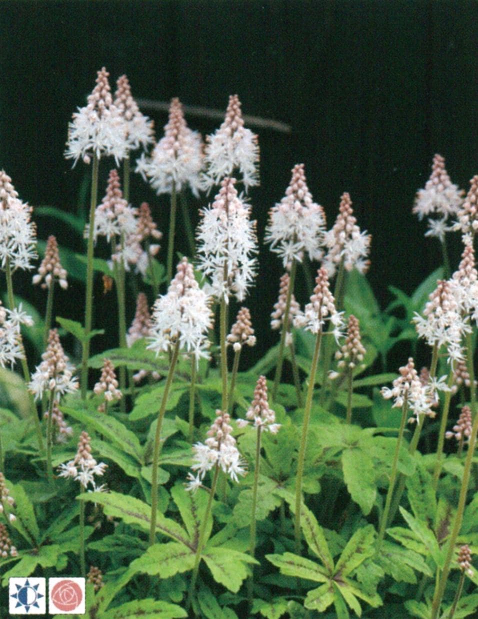 ティアレア ' スプリングシンフォニー ' 宿根草 10.5cmポット | 宿根草