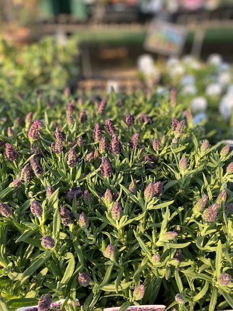 ラベンダー・ストエカス 'バンデラ・ディープパープル' フレンチ