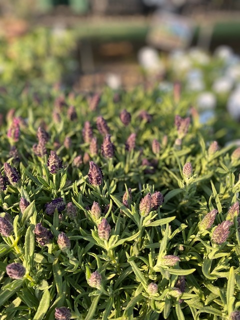 ラベンダー・ストエカス 'バンデラ・ディープパープル' フレンチ