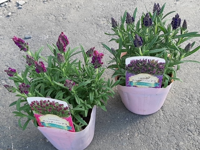 ラベンダー・ストエカス 'バンデラ・ディープパープル' フレンチ