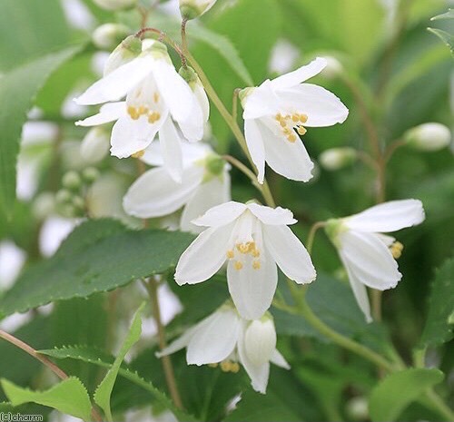 姫ウツギ の 寄せ植え Www Hermosa Co Jp