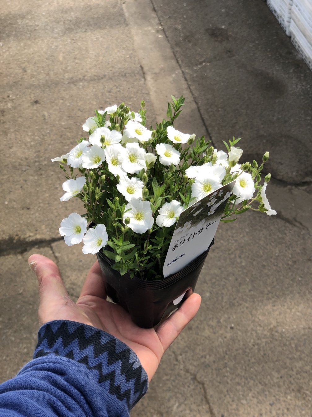 アレナリア 'ホワイトサマー' 耐寒性宿根草 常緑 10.5cmポット