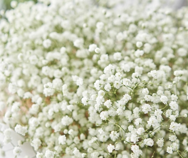 宿根かすみ草　’フェスティバルシリーズ’　ホワイト　宿根草　八重咲き　12cmポット