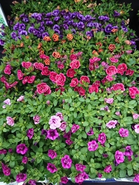 カリブラコア 'ティフォシーダブル' 紫色 エレガンスシリーズ 一年草