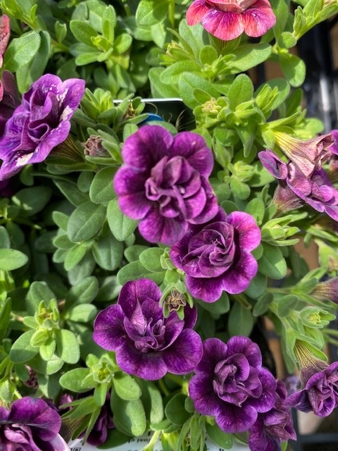 カリブラコア　’ティフォシーダブル’　紫色　エレガンスシリーズ　一年草　10.5cmポット