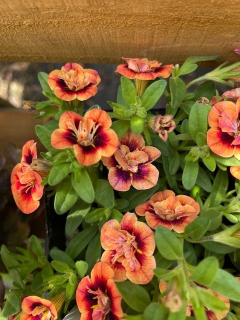 カリブラコア　’ティフォシーダブル’　オレンジ色　エレガンスシリーズ　一年草　10.5cmポット