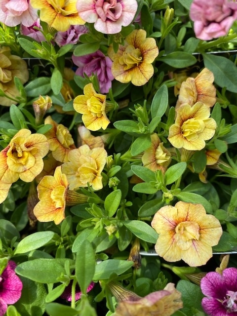 カリブラコア　’ティフォシーダブル’　黄色　エレガンスシリーズ　一年草　10.5cmポット