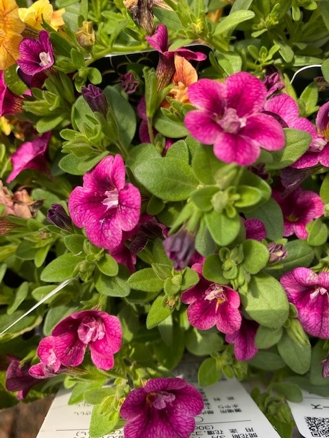 カリブラコア　’ティフォシーダブル’　ローズピンク　エレガンスシリーズ　一年草　10.5cmポット