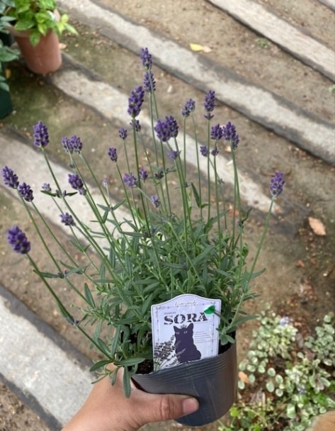ラベンダー Sora イングリッシュラベンダー ハーブ苗 ハーブ苗 ラベンダー イングリッシュ系 バラとハーブの専門ショップ 大神 おおが ファーム ラベンダー Sora イングリッシュラベンダー ハーブ苗 ハーブ苗 ラベンダー イングリッシュ系 バラとハーブの専門ショップ 大神 おおが ファーム