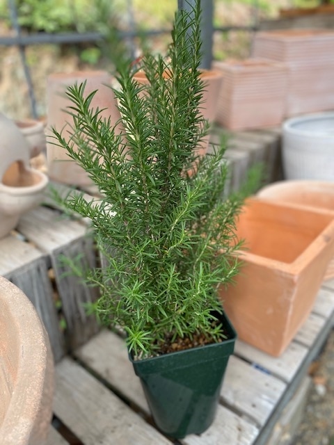 ローズマリープラグ苗200本 ハーブ ローズマリー 選べる5種 3.5寸ポット |