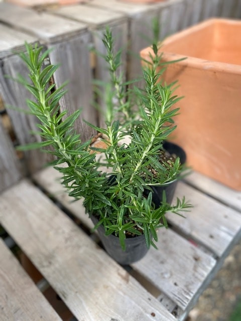 ローズマリー・トスカナブルー（立ち性） ハーブ苗 12cmポット